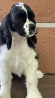Harper, a female Cocker Spaniel for sale in Andover, MN – 3 of 4