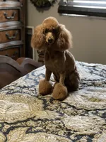 Abby , a female Poodle - Miniature  for sale in Andover, MN – 2 of 3