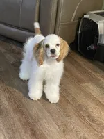 Sylvi, a female Cocker Spaniel for sale in Andover, MN – 4 of 4