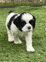 Fiddle, a male Cocker Spaniel for sale in Andover, MN – Photo 1 of 4