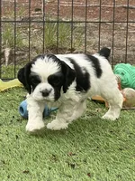 Fiddle, a male Cocker Spaniel for sale in Andover, MN – Photo 2 of 4