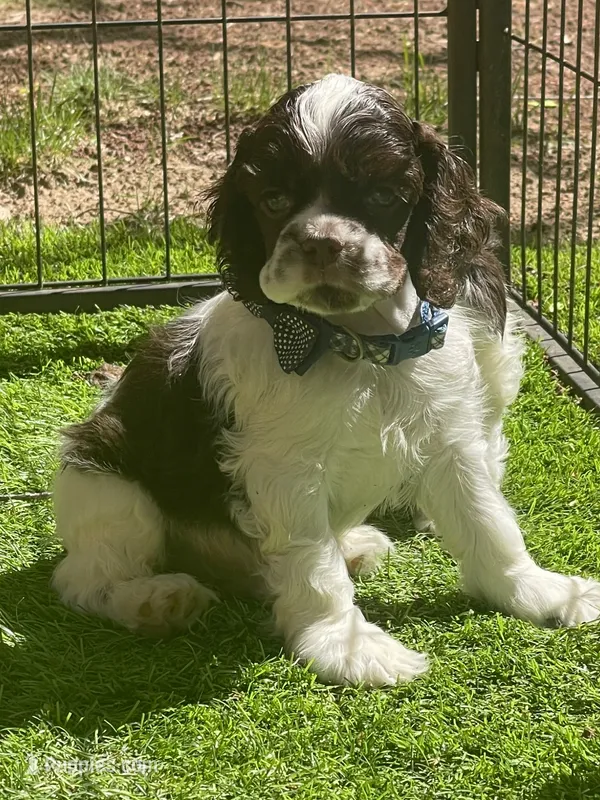 Fender, a male Cocker Spaniel for sale in Andover, MN – 1 of 5