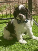 Fender, a male Cocker Spaniel for sale in Andover, MN – 1 of 5