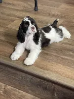 Bumper, a male Cocker Spaniel for sale in Andover, MN – 3 of 8