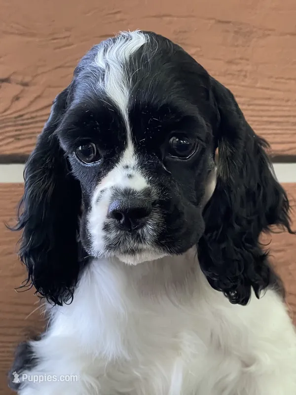 Harper – Cocker Spaniel puppy for sale in Andover, MN