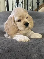 Sage, a female Cocker Spaniel for sale in Andover, MN – 1 of 5
