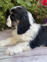 Chiffon, a female Cocker Spaniel for sale in Andover, MN – 3 of 4