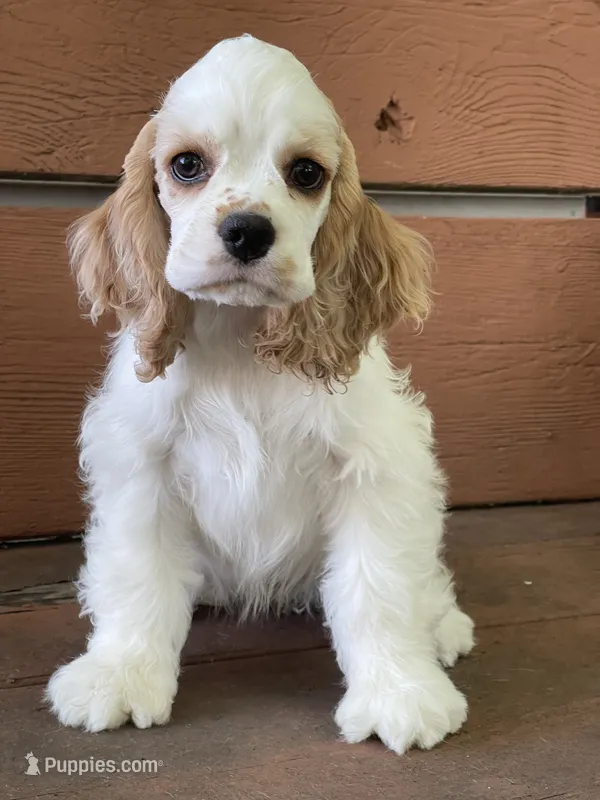 Sutton – Cocker Spaniel puppy for sale in Andover, MN