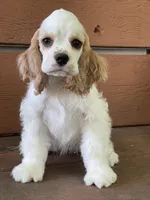Sutton, a female Cocker Spaniel for sale in Andover, MN – 1 of 2