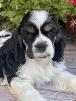 Lacy, a female Cocker Spaniel for sale in Andover, MN – 3 of 4