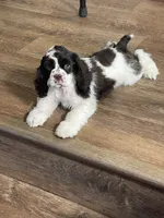 Bumper, a male Cocker Spaniel for sale in Andover, MN – 4 of 8