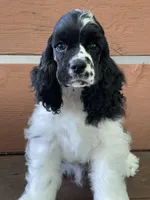 Wagner, a male Cocker Spaniel for sale in Andover, MN – 2 of 2