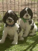 Fender, a male Cocker Spaniel for sale in Andover, MN – 4 of 5