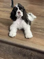 Bumper, a male Cocker Spaniel for sale in Andover, MN – 6 of 8