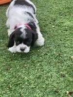 Bailey, a female Cocker Spaniel for sale in Andover, MN – 8 of 8