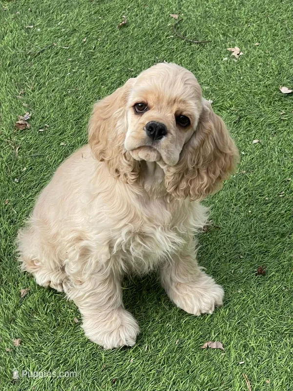 Lark – Cocker Spaniel puppy for sale in Andover, MN