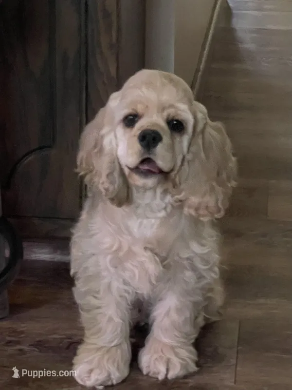 Lark – Cocker Spaniel puppy for sale in Andover, MN