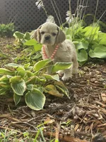 Iris, a female Cocker Spaniel for sale in Andover, MN – 2 of 4
