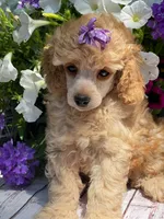 Abby , a female Poodle - Miniature  for sale in Andover, MN – 1 of 3