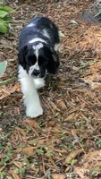 Harper, a female Cocker Spaniel for sale in Andover, MN – 2 of 4
