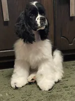 Harper, a female Cocker Spaniel for sale in Andover, MN – 2 of 3