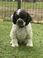 Murphy, a male Cocker Spaniel for sale in Andover, MN – Photo 2 of 5