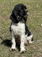 Murphy, a male Cocker Spaniel for sale in Andover, MN – Photo 5 of 5