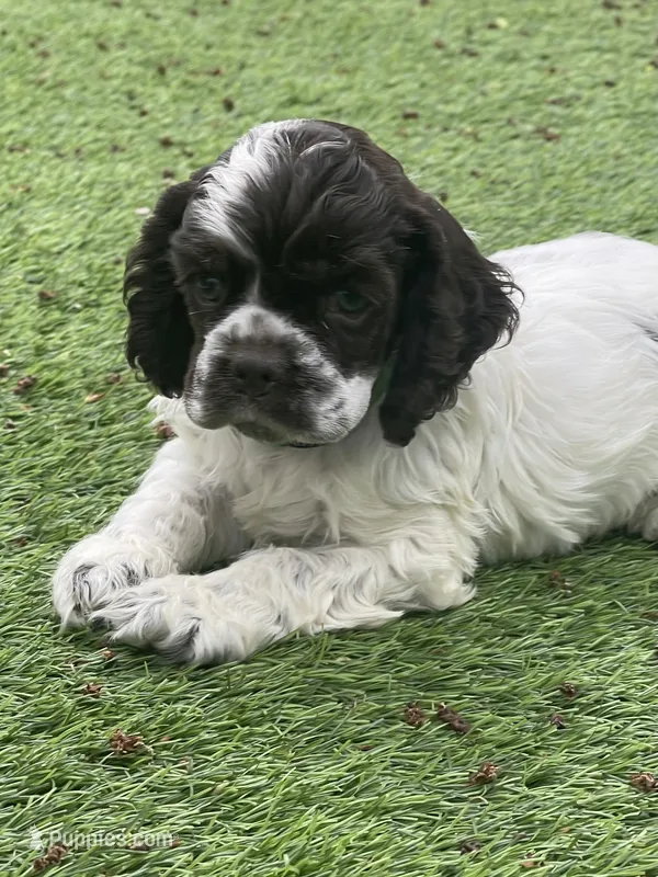 Murphy – Cocker Spaniel puppy for sale in Andover, MN