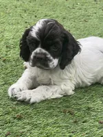 Murphy, a male Cocker Spaniel for sale in Andover, MN – Photo 1 of 5