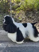 Fender, a male Cocker Spaniel for sale in Andover, MN – 5 of 5