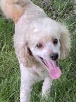 Abby , a female Poodle - Miniature  for sale in Andover, MN – 3 of 3