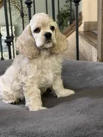 Basil, a male Cocker Spaniel for sale in Andover, MN – 3 of 3