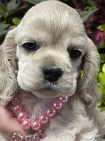 Darla, a female Cocker Spaniel for sale in Andover, MN – 1 of 2