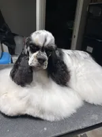 Chiffon, a female Cocker Spaniel for sale in Andover, MN – 4 of 4