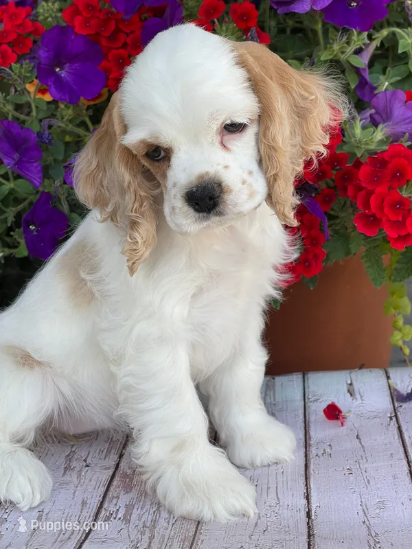 Sylvi – Cocker Spaniel puppy for sale in Andover, MN