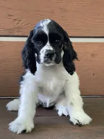 Harper, a female Cocker Spaniel for sale in Andover, MN – 4 of 4