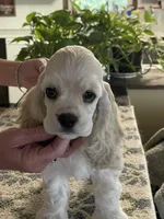 Hickory, a male Cocker Spaniel for sale in Andover, MN – 1 of 4