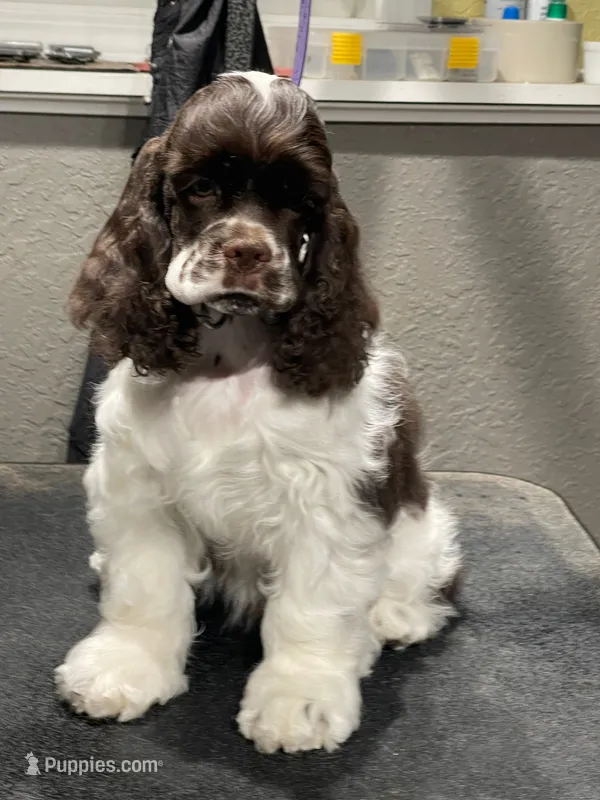 Fender – Cocker Spaniel puppy for sale in Andover, MN
