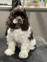 Fender, a male Cocker Spaniel for sale in Andover, MN – 1 of 6