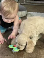 Sage, a female Cocker Spaniel for sale in Andover, MN – 4 of 5