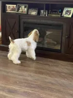 Sylvi, a female Cocker Spaniel for sale in Andover, MN – 3 of 4