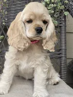 Halo, a female Cocker Spaniel for sale in Andover, MN – 2 of 4