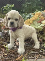 Daisy, a female Cocker Spaniel for sale in Andover, MN – 3 of 3