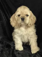 Hailey, a female Cocker Spaniel for sale in Andover, MN – Photo 3 of 5