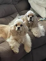 Hailey, a female Cocker Spaniel for sale in Andover, MN – Photo 5 of 5