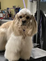 Hailey, a female Cocker Spaniel for sale in Andover, MN – Photo 4 of 5