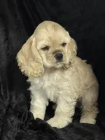 Hailey, a female Cocker Spaniel for sale in Andover, MN – Photo 1 of 5