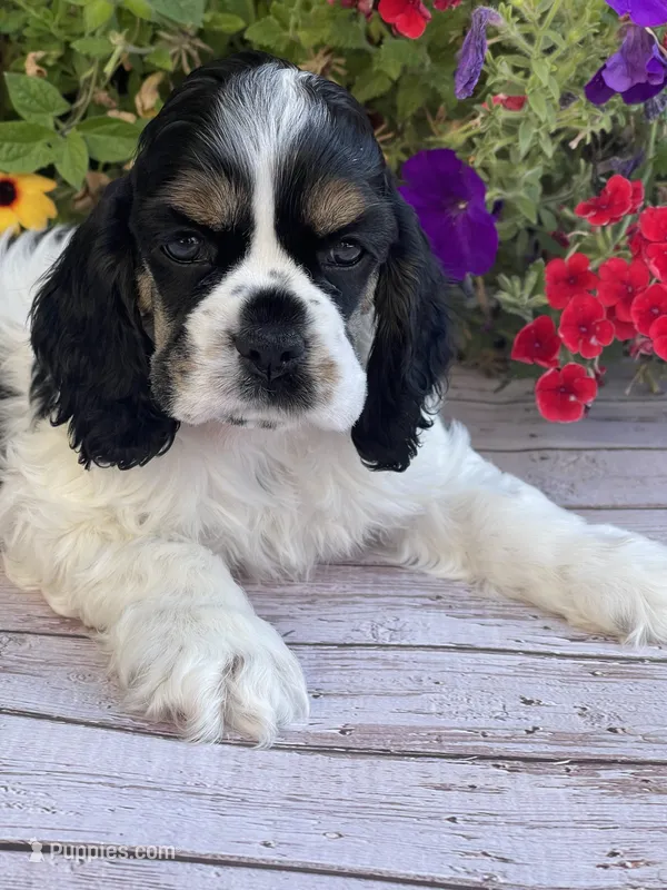 Chiffon – Cocker Spaniel puppy for sale in Andover, MN