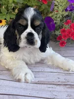 Chiffon, a female Cocker Spaniel for sale in Andover, MN – 1 of 4