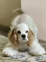 Sylvi, a female Cocker Spaniel for sale in Andover, MN – 2 of 4